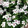 Soiree® Kawaii White Peppermint Catharanthus 2 Soiree® Kawaii White Peppermint Catharanthus -Annual Plants Popular Shop soiree kawaii white peppermint vinca 795 detail