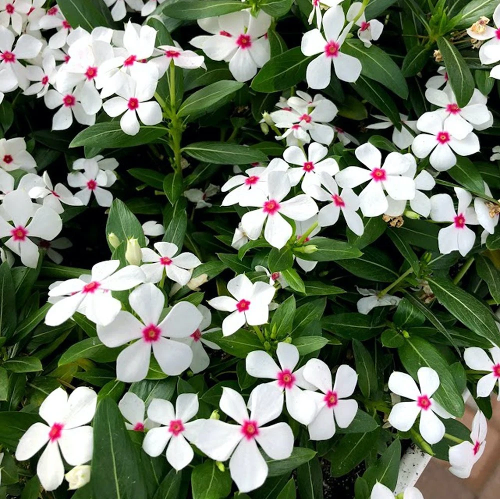 Soiree® Kawaii White Peppermint Catharanthus 3 Soiree® Kawaii White Peppermint Catharanthus