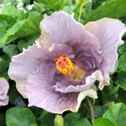 Sonny Stollings Cajun Hibiscus