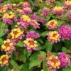 Sparkler Lantana Plant -Annual Plants Popular Shop sparkler lantana plant 66 detail