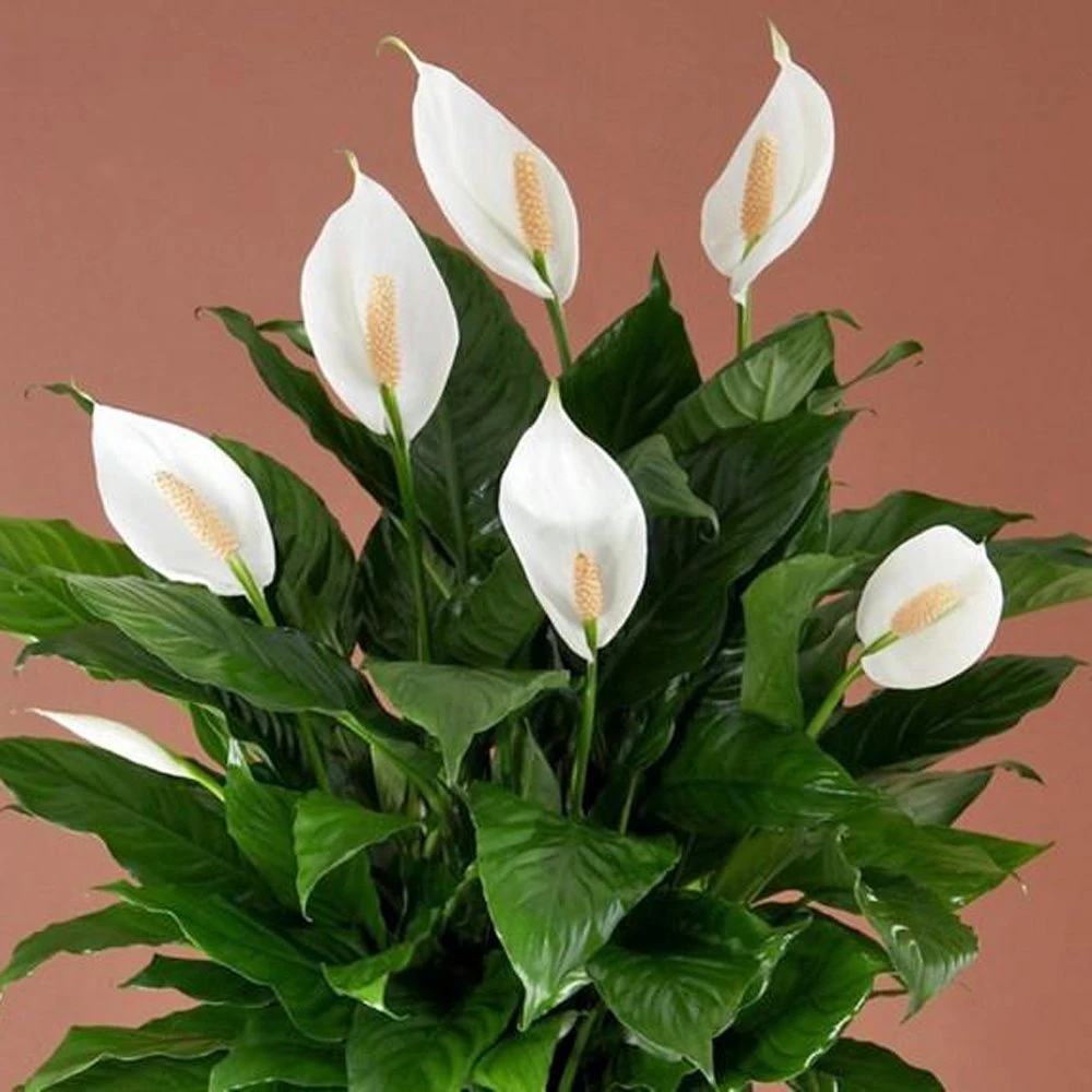 Spathiphyllum Peace Lily 3 Spathiphyllum Peace Lily