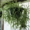 Spider -Annual Plants Popular Shop spider plant for sale 1639 detail