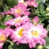 Stacy™ Pink Yoder Garden Mum Plant -Annual Plants Popular Shop stacy pink yoder mum plant 1814 detail