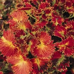 Stained Glassworks™ Tilt A Whirl Coleus Plant