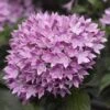 Starcluster™ Lavender Pentas -Annual Plants Popular Shop starcluster lavender pentas plant 2136 detail
