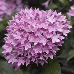 Starcluster™ Lavender Pentas