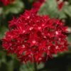 Starcluster™ Red Pentas