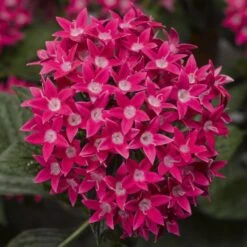 Starcluster™ Rose Pentas