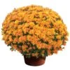 Stephany Bronze Yoder Garden Mum Plant -Annual Plants Popular Shop stephany bronze yoder mum plant 105 detail