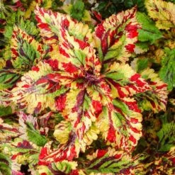 Stormy Weather Coleus Plant