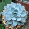 Subsessilis Blue Echeveria -Annual Plants Popular Shop subsessilis blue echeveria plant 2169 detail
