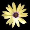 Summerdaisy® Alexander Osteospermum Plant -Annual Plants Popular Shop summerdaisy alexander osteospermum 736 detail