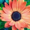Summerdaisy® Dark Orange Osteospermum Plant -Annual Plants Popular Shop summerdaisy dark orange osteospermum 511 detail
