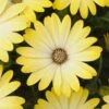 Summerdaisy® Intense Yellow Osteospermum Plant -Annual Plants Popular Shop summerdaisy yellow osteospermum 1117 detail