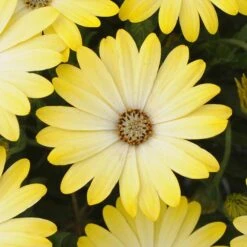 Summerdaisy® Intense Yellow Osteospermum Plant