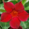 Sun Parasol® Original Burgundy Mandevilla 1 Sun Parasol® Original Burgundy Mandevilla -Annual Plants Popular Shop sun parasol original burgundy mandevilla plant 2080 detail