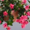 Sun Parasol® Original Pink Mandevilla -Annual Plants Popular Shop sun parasol original pink mandevilla 647 detail