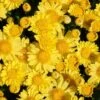 Sundance Igloo Perennial Mum Plant -Annual Plants Popular Shop sundance igloo perennial mum plant 281 general