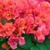 Sundown Orange Bougainvillea Plant -Annual Plants Popular Shop sundown orange plant 592 detail