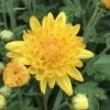 Sunny Igloo Perennial Mum Plant 1 Sunny Igloo Perennial Mum Plant -Annual Plants Popular Shop sunny igloo perennial mum plant 2215 detail