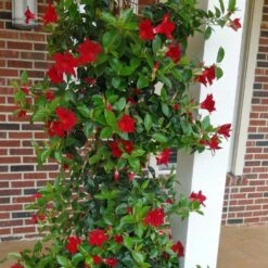 Sun Parasol® Giant Carmine King Mandevilla
