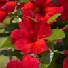 Sun Parasol® Giant Crimson Mandevilla -Annual Plants Popular Shop sunparasol giant crimson mandevilla plant 555 detail