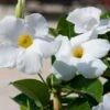Sun Parasol® Giant White Mandevilla 2 Sun Parasol® Giant White Mandevilla -Annual Plants Popular Shop sunparasol giantwhite mandevilla plant 1119 detail