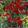 Sun Parasol® Pretty Crimson Mandevilla