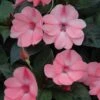 SunPatiens® Compact Blush Pink Impatiens Plant -Annual Plants Popular Shop sunpatiens compact blush pink plant 197 detail