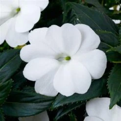 SunPatiens® Compact Classic White Impatiens Plant