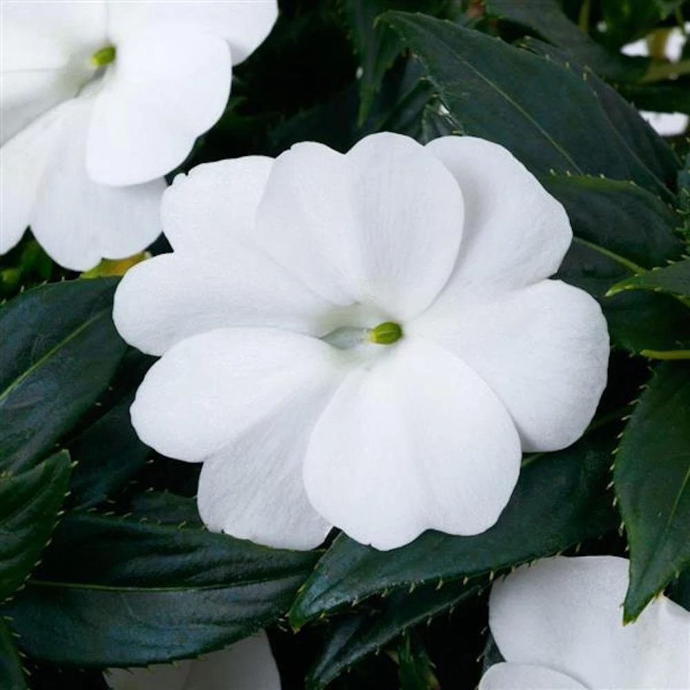 SunPatiens® Compact Classic White Impatiens Plant 3 SunPatiens® Compact Classic White Impatiens Plant