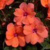 SunPatiens® Compact Coral Pink Impatiens Plant -Annual Plants Popular Shop sunpatiens compact coral pink plant 1884 detail
