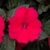 SunPatiens® Compact Deep Rose Impatiens Plant -Annual Plants Popular Shop sunpatiens compact deep rose plant 837 detail