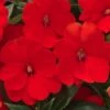 SunPatiens® Compact Electric Orange Impatiens Plant -Annual Plants Popular Shop sunpatiens compact electric orange plant 1217 detail