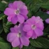 SunPatiens® Vigorous Orchid Impatiens Plant 1 SunPatiens® Vigorous Orchid Impatiens Plant -Annual Plants Popular Shop sunpatiens compact orchid plant 544 detail