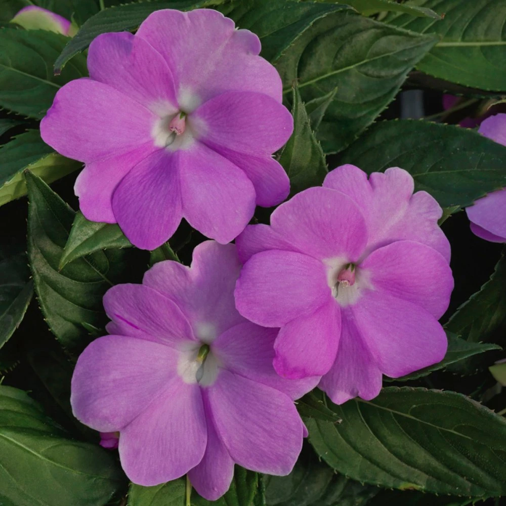SunPatiens® Vigorous Orchid Impatiens Plant 3 SunPatiens® Vigorous Orchid Impatiens Plant