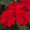 SunPatiens® Compact Red Impatiens Plant