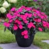 SunPatiens® Compact Rose Glow Impatiens Plant -Annual Plants Popular Shop sunpatiens compact rose glow impatiens 809 detail