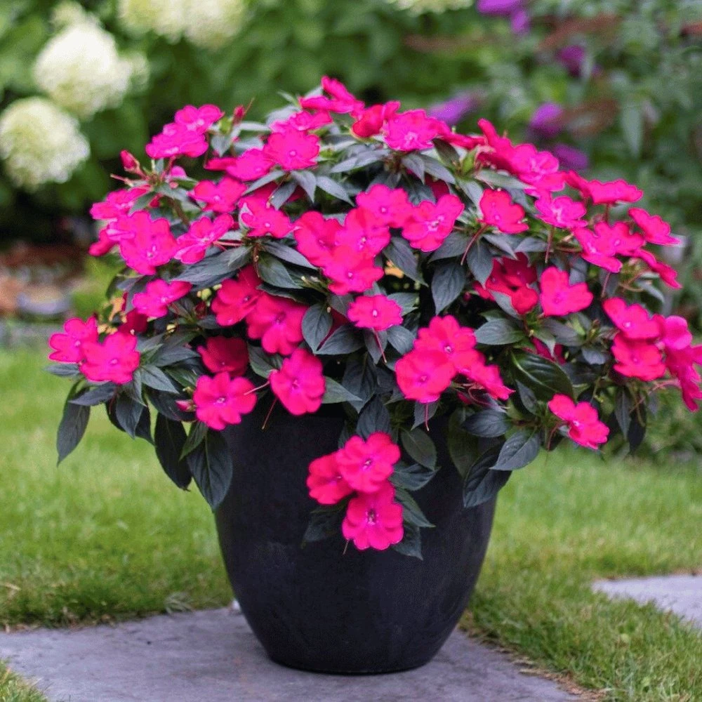 SunPatiens® Compact Rose Glow Impatiens Plant 3 SunPatiens® Compact Rose Glow Impatiens Plant