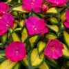 SunPatiens® Compact Tropical Rose Impatiens Plant -Annual Plants Popular Shop sunpatiens compact tropical rose plant 1909 detail