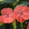 SunPatiens® Vigorous Tropical Salmon Impatiens Plant -Annual Plants Popular Shop sunpatiens speading salmon plant 1213 detail