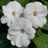 SunPatiens® Vigorous White Impatiens Plant -Annual Plants Popular Shop sunpatiens spreading clear white plant 2096 detail