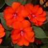 SunPatiens® Vigorous Corona Impatiens Plant -Annual Plants Popular Shop sunpatiens spreading corona plant 1540 detail