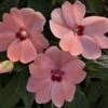SunPatiens® Vigorous Pink Kiss Impatiens Plant 1 SunPatiens® Vigorous Pink Kiss Impatiens Plant -Annual Plants Popular Shop sunpatiens spreading pink kiss plant 432 detail