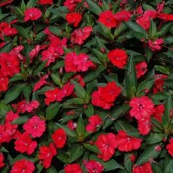 SunPatiens® Vigorous Red Impatiens Plant