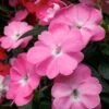 SunPatiens® Vigorous Pretty Pink Impatiens Plant -Annual Plants Popular Shop sunpatiens vigorous pretty pink impatiens plant 380 detail