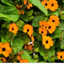 Sunrise Orange Thunbergia