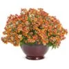 Sunsatia® Blood Orange™ Nemesia -Annual Plants Popular Shop sunsatia blood orange nemesia plant 26 detail
