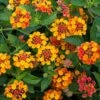 Sunset Lantana Plant -Annual Plants Popular Shop sunset lantana plant 314 detail