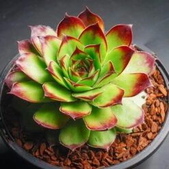 Sunset Sempervivum (Hens And Chicks)